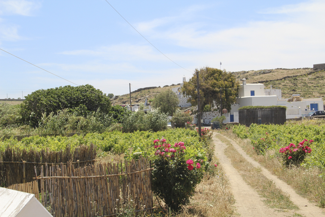 vioma farm mykonos